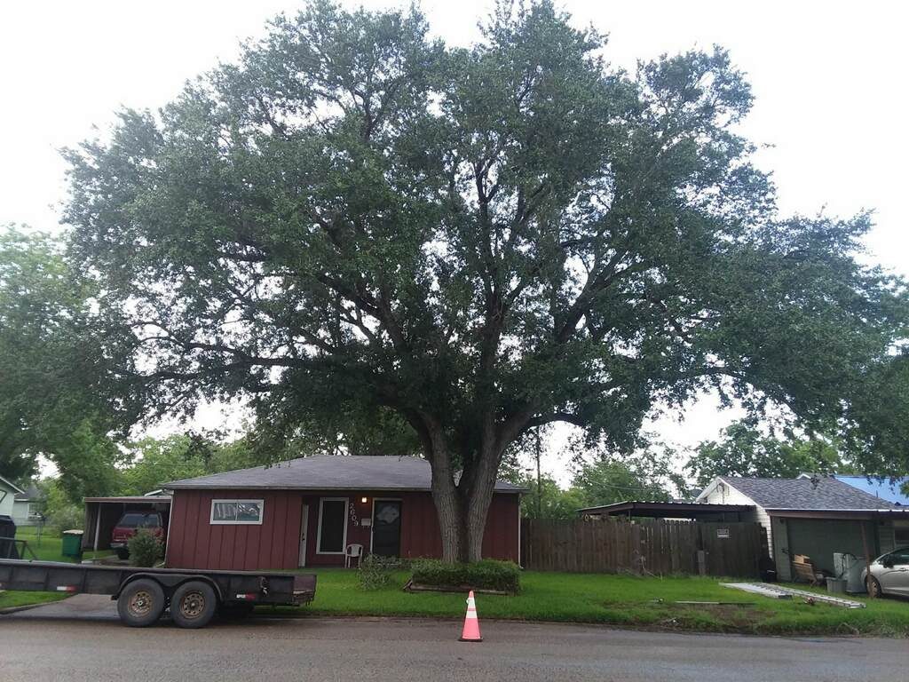 Tree Trimming Services in Victoria, TX
